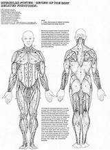Coloring Muscles Human Pages Muscular System Key Anatomy Muscle Printable Sheets Popular Worksheets sketch template
