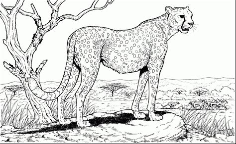 pin  animal coloring pages collection