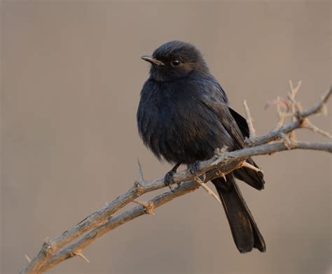 schwarzer vogel foto bild tiere wildlife wild lebende voegel