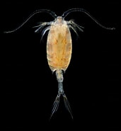 Afbeeldingsresultaten voor "Calanopia Minor". Grootte: 171 x 185. Bron: plankton.image.coocan.jp