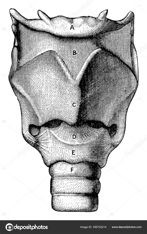 vooraanzicht van kraakbeenderen ligamenten van het strottenhoofd die delen tongbeen stockvector