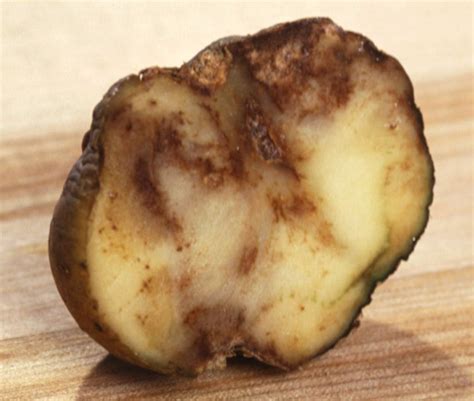potato blight  identification treatment potato blight