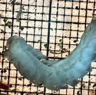 Afbeeldingsresultaten voor "travisiopsis Concepts". Grootte: 188 x 185. Bron: www.marinespecies.org