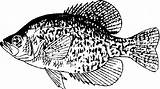 Coloring Crappie Pike Sketch Designlooter Silhouette Finned Ray sketch template