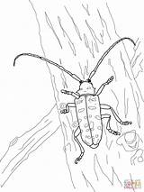 Longhorned Beetles Cuernos Beatle Designlooter sketch template