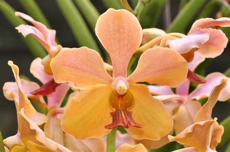 especies de orquideas tudo de orquideas
