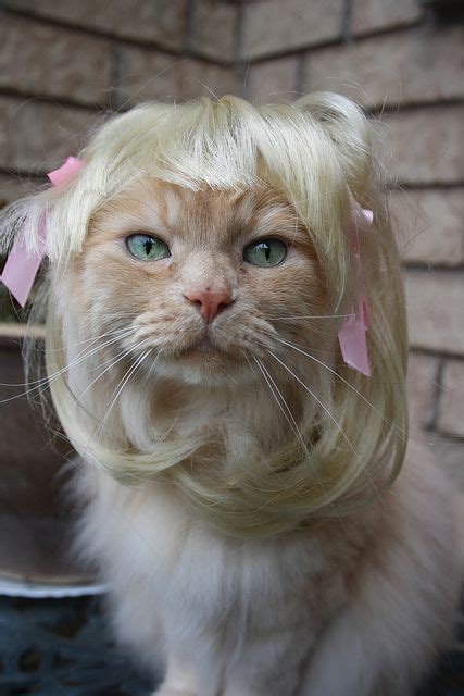 17 best images about cat wearing wig on pinterest cats cat costumes and afro