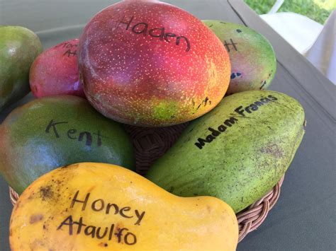 mango variety   mangos reveal  answer wlrn