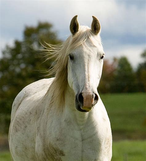 pin  emma durham  horses horse face horses animals