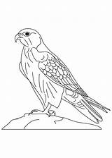 Falcon Coloring Pages Peregrine Bird Printable Animal Designlooter Print 1091 81kb sketch template