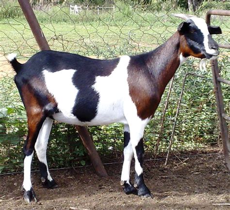 indigenous goat breeds  south africa