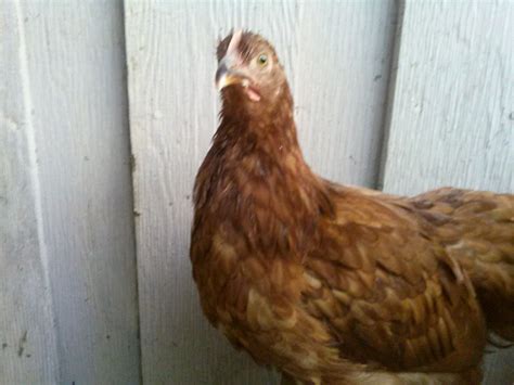 link to telling sex of rhode island red rooster and hens page 11