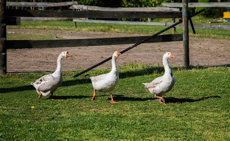 comment elever des oies conseils delevage