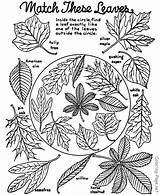 Coloring Fall Autumn Pages Leaves Sheet Tree Printable Sheets Kids Book Leaf Worksheets Color Colouring Identification Holiday Cutest Activities Printables sketch template