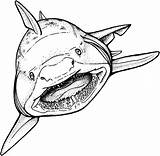 Shark Coloring Tooth Pages sketch template