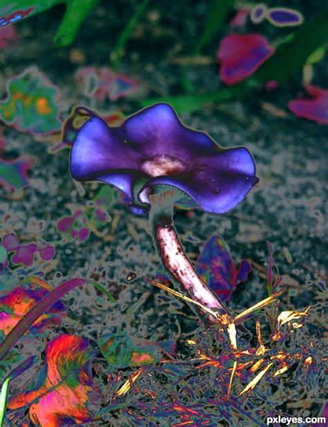psychedelic mushroom picture  frelbow  curving photography
