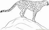 Cheetah Rock Coloring Standing Pages Color Printable Coloringpages101 sketch template