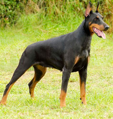 doberman pinscher  big dog breeds