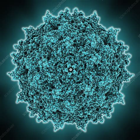 Adeno Associated Virus Capsid Stock Image C014 2837 Science Photo
