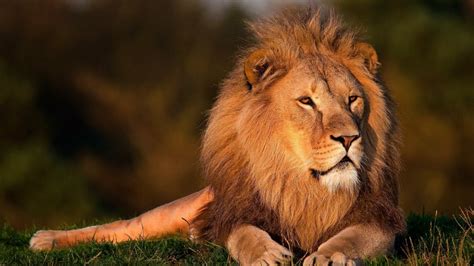 تحميل صور الاسد بدقة وجودة عالية lion images download hd عالم الصور