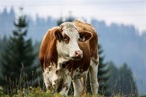 cattle breeds originating  switzerland native breedorg
