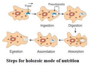 steps  holozoic mode  nutritionclass  ekul education