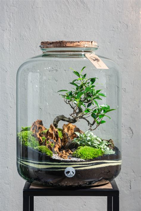 tiny gardens stilvolle mini gaerten und biottope im glas   berlin