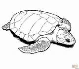 Turtle Sea Loggerhead Drawing Coloring Pages Turtles Getdrawings sketch template