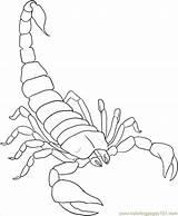 Scorpion Coloring Drawing Drawings Printable Scorpio Choose Board Draw Animals Tattoo sketch template