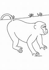 Monkey Coloring Drawing Getdrawings sketch template