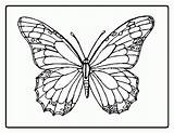 Butterfly Drawings Color Coloring Popular sketch template
