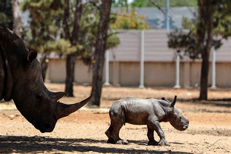 baby rhino born  israeli zoo reuters