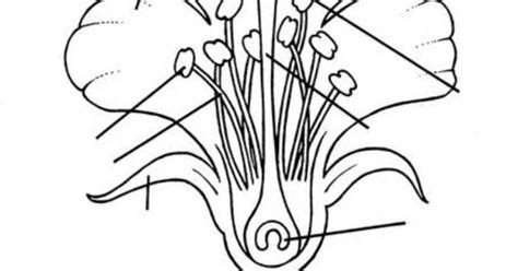printable parts   flower diagram  kids school pinterest school science