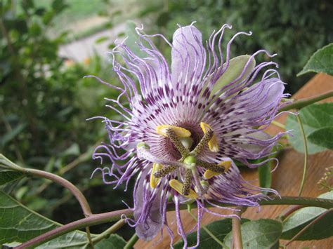 Common Name Passion Flower Botanical Name Passiflora Incarnata Uses
