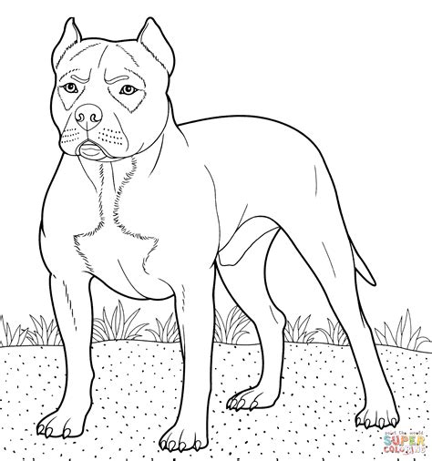 pitbull coloring page  printable coloring page coloring home