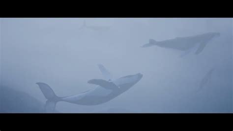 flying whales youtube