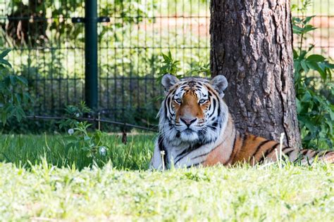 safaripark beekse bergen tijger bas cooijmans flickr