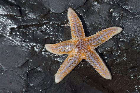 incredibly interesting facts  starfish