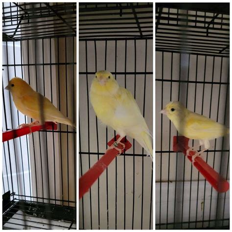 3 Canaries 2 Female And 1 Male