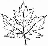 Leaf Maple Drawing Easy Drawings Paintingvalley sketch template