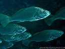 Image result for "thaumastocheles Japonicus". Size: 129 x 98. Source: fishesofaustralia.net.au