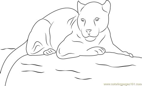 panther  coloring page  kids  panther printable coloring