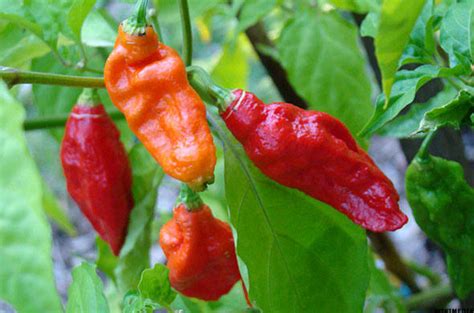 12 hottest chili peppers in the world and the three best for cooking