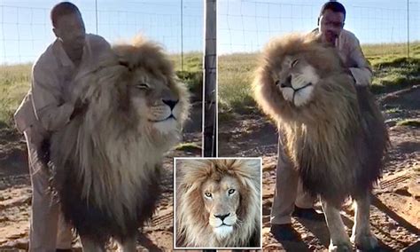 south african lion gets soothing massage daily mail online