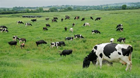 irish dairy farmers celebrate   eu milk quotas