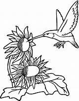 Flor Beija Hummingbird Hummingbirds Girasol Koliber Paisagem Sonnenblume Pintar Dibujosparacolorear Kolorowanka Malvorlagen Kolibry Supercoloring Kolorowanki Dla Ausmalen Colorironline Freeprintablejadi Sponsored sketch template