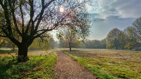 images landscape tree nature forest path grass outdoor sun mist field meadow