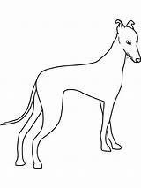 Greyhound Galgo Whippet Coloring Windhund Colorear Perros Levriero Colorare Espanol Hound Ausmalbild Gratuit sketch template