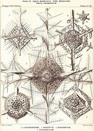 Afbeeldingsresultaten voor "hexacontium Aristarchi". Grootte: 134 x 185. Bron: www.pinterest.com