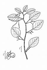 Ivy Poison Plant Jewelweed Drawing Spotted Getdrawings Mirofoss sketch template